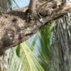 A wild Green-rumped Parrotlet hangs from a tree trunk