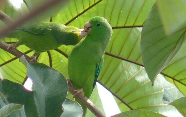 Wild Green-rumped Parrotlets feed each other