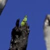 Wild Green-rumped Parrotlets perch atop a burnt stump