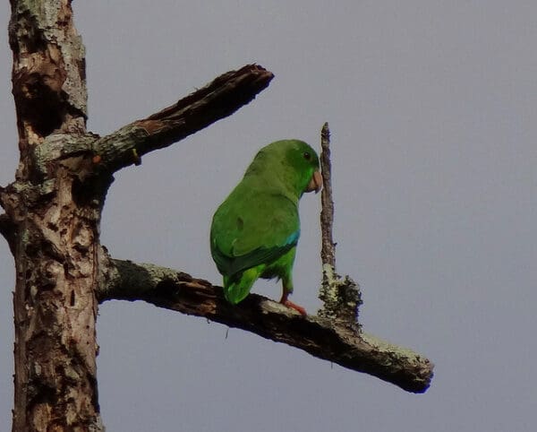 A wild Green-rumped Parrotlet perches on a branch