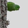 A wild Green-rumped Parrotlet clings to a tree trunk