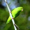 A wild Green-rumped Parrotlet clings to a branch