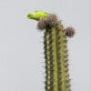 A wild Green-rumped Parrotlet perches atop a cactus