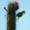 A wild Green-rumped Parrotlet perches on a cactus