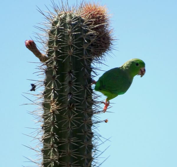 A wild Green-rumped Parrotlet perches on a cactus